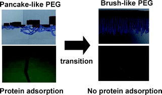 Graphical abstract: Structure of a monolayer of poly(ethylene glycol) end-capped with a fluoroalkyl group and its relationship with protein adsorption at the aqueous interface