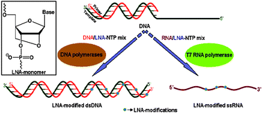Graphical abstract: Locked nucleic acid nucleoside triphosphates and polymerases: on the way towards evolution of LNAaptamers