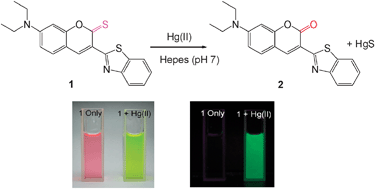 Graphical abstract: Hg2+-selective chromogenic and fluorogenic chemodosimeter based on thiocoumarins