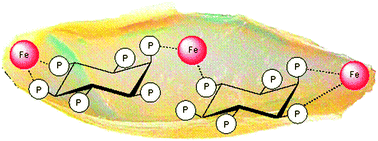 Graphical abstract: Simultaneous iron, zinc, sulfur and phosphorus speciation analysis of barley grain tissues using SEC-ICP-MS and IP-ICP-MS