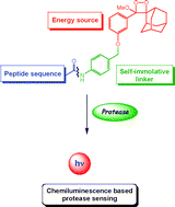 Graphical abstract: Self-cleavable chemiluminescent probes suitable for protease sensing