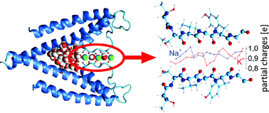 Graphical abstract: Determination of the charge profile in the KcsA selectivity filter using ab initio calculations and molecular dynamics simulations