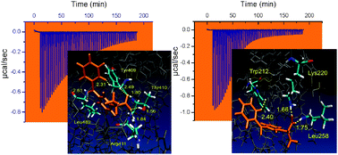 Graphical abstract: Chiral recognition of 2-(3-benzoylphenyl)propionic acid (ketoprofen) by serum albumin: an investigation with microcalorimetry, circular dichroism and molecular modelling