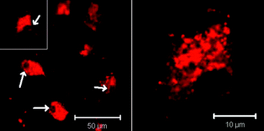 Graphical abstract: Bimodal magnetic-fluorescent nanostructures for biomedical applications