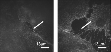 Graphical abstract: Photochemically induced increase in endothelial permeablity regulated by RhoA activation