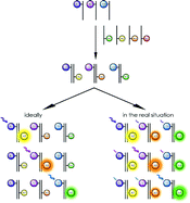 Graphical abstract: General FRET-based coding for application in multiplexing methods