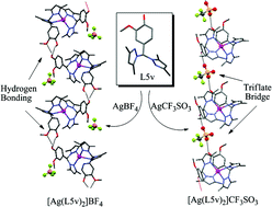 Graphical abstract: Self assembly of silver(i) coordination polymers formed through hydrogen bonding with a new ditopic heteroscorpionate ligand