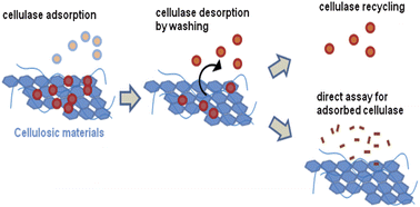 Graphical abstract: Direct quantitative determination of adsorbed cellulase on lignocellulosic biomass with its application to study cellulase desorption for potential recycling