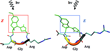 Graphical abstract: A novel biomimetic photochemical switch at work: design of a photomodulable peptide