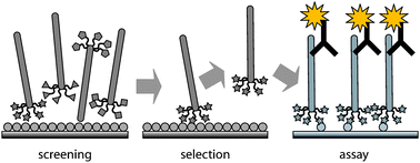 Graphical abstract: Quantification of quantum dots using phage display screening and assay