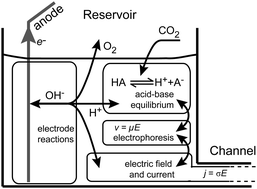 Graphical abstract: Basic principles of electrolyte chemistry for microfluidic electrokinetics. Part II: Coupling between ion mobility, electrolysis, and acid–base equilibria