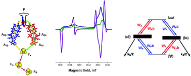 Graphical abstract: Spin-dynamics of the spin-correlated radical pair in photosystem I. Pulsed time-resolved EPR at high magnetic field
