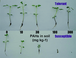 Graphical abstract: Responses of wild plant species to polycyclic aromatic hydrocarbons in soil