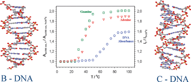 Graphical abstract: Substantial difference between temperature dependencies of dsDNA predenaturation process obtained by voltammetry and spectroscopy