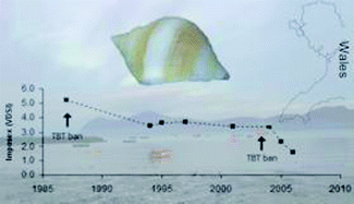 Graphical abstract: Spatial and temporal evolution of imposex in dogwhelk Nucella lapillus (L.) populations from North Wales, UK