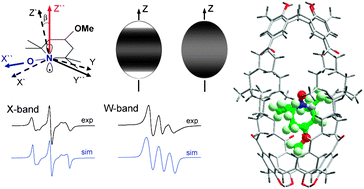 Graphical abstract: Multifrequency EPR study of the mobility of nitroxides in solid-state calixarene nanocapsules