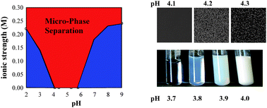 Graphical abstract: Micro-phase separation explains the abrupt structural change of denatured globular protein gels on varying the ionic strength or the pH