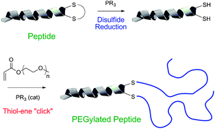 Graphical abstract: Phosphine-mediated one-pot thiol–ene “click” approach to polymer–protein conjugates