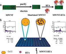 Graphical abstract: Carbon nanotubes as a proteintoxin transporter for selective HER2-positive breast cancer cell destruction