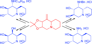 Graphical abstract: Synthesis of polyfunctional quinolizidine alkaloids: development towards selective glycosidase inhibitors