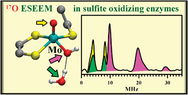 Graphical abstract: Exchangeable oxygens in the vicinity of the molybdenum center of the high-pH form of sulfite oxidase and sulfite dehydrogenase