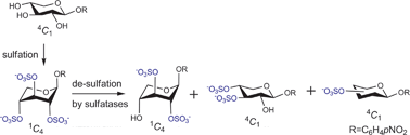 Graphical abstract: Library assembly of mono-, di- and tri-O-sulfated β-d-xylopyranosides; effect of O-sulfation on pyranose ring conformation