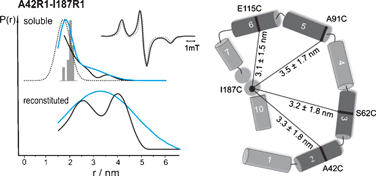 Graphical abstract: Topology of the amphipathic helices of the colicin A pore-forming domain in E. coli lipid membranes studied by pulse EPR