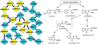 Graphical abstract: RRLC-MS/MS-based metabonomics combined with in-depth analysis of metabolic correlation network: finding potential biomarkers for breast cancer