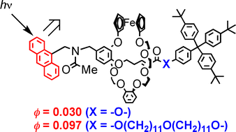Graphical abstract: Rotaxanes of a macrocyclic ferrocenophane with dialkylammonium axle components