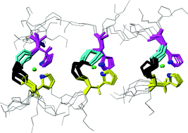 Graphical abstract: Structural features of the Zn2+ complex with the single repeat region of “prion related protein” (PrP-rel-2) of zebrafish zPrP63–70 fragment