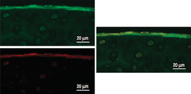 Graphical abstract: Integration column: Biofunctional polymeric nanoparticles for spatio-temporal control of drug delivery and biomedical applications