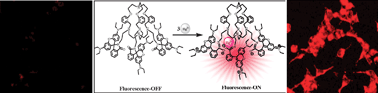 Graphical abstract: A cryptand based chemodosimetric probe for naked-eye detection of mercury(ii) ion in aqueous medium and its application in live cell imaging