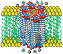 Graphical abstract: Pyrogallarene-based ion-conducting pores that show reversible conductance properties