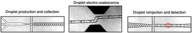 Graphical abstract: Multi-step microfluidic droplet processing: kinetic analysis of an in vitro translated enzyme