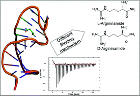 Graphical abstract: Thermodynamic basis of chiral recognition in a DNA aptamer