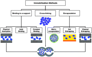 Graphical abstract: Biocatalysis with enzymes immobilized on mesoporous hosts: the status quo and future trends