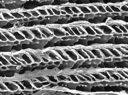 Graphical abstract: Self-organized structural hierarchy in mixed polysaccharide sponges