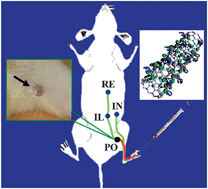 Graphical abstract: Hydrophilic multi-walled carbon nanotubes decorated with magnetite nanoparticles as lymphatic targeted drug delivery vehicles