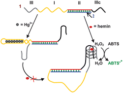 Graphical abstract: Colorimetric Hg2+ detection with a label-free and fully DNA-structured sensor assembly incorporating G-quadruplex halves