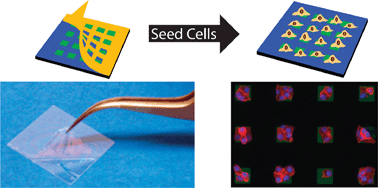 Graphical abstract: Parylene peel-off arrays to probe the role of cell–cell interactions in tumour angiogenesis