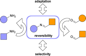 Graphical abstract: Dynamic mixtures and combinatorial libraries: imines as probes for molecular evolution at the interface between chemistry and biology