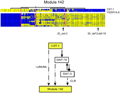 Graphical abstract: Transcription regulatory networks in Caenorhabditis elegans inferred through reverse-engineering of gene expression profiles constitute biological hypotheses for metazoan development