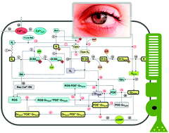 Graphical abstract: Network-level analysis of light adaptation in rod cells under normal and altered conditions