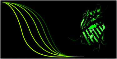 Graphical abstract: The folding, stability and conformational dynamics of β-barrel fluorescent proteins