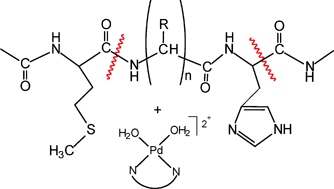 Graphical abstract: A study of the reactions of a methionine- and histidine-containing tetrapeptide with different Pd(ii) and Pt(ii) complexes: selective cleavage of the amide bond by platination of the peptide and steric modification of the catalyst