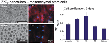 Graphical abstract: Size selective behavior of mesenchymal stem cells on ZrO2 and TiO2 nanotube arrays