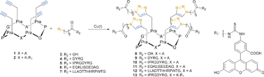 Graphical abstract: Application of copper(i) catalyzed azide–alkyne [3+2] cycloaddition to the synthesis of template-assembled multivalent peptide conjugates