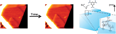 Graphical abstract: Single layer growth of sub-micron metal–organic framework crystals observed by in situatomic force microscopy