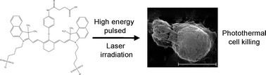 Graphical abstract: Photothermal sensitisation and therapeutic properties of a novel far-red absorbing cyanine