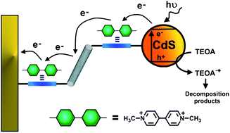 Graphical abstract: Photoelectrochemical cells based on bis-aniline-crosslinked CdS nanoparticle–carbon nanotube matrices associated with electrodes